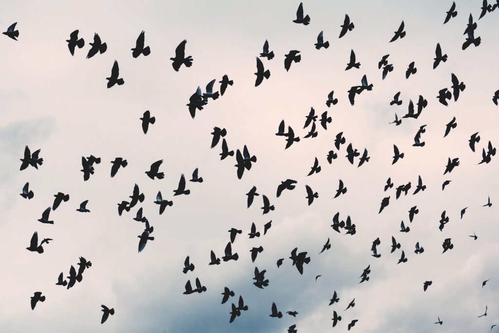 Flying pidgeons - free stock photo