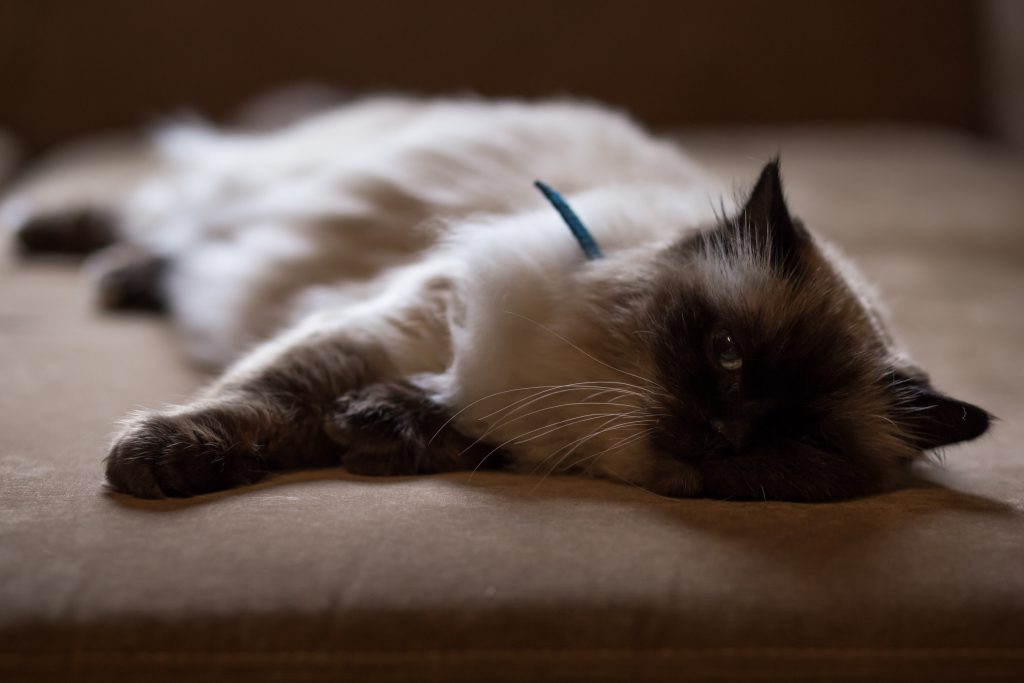 lazy_cat-1024x683.jpg