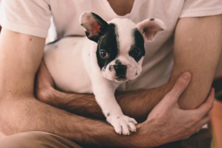 Man with a puppy 2 - free stock photo