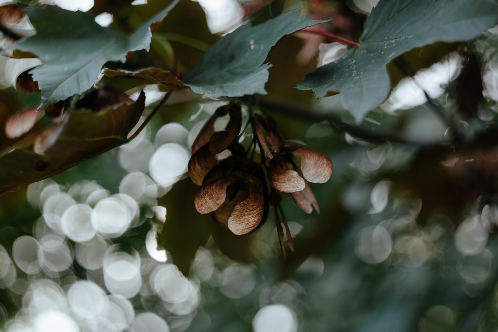 maple_tree_bokeh-1024x683.jpg