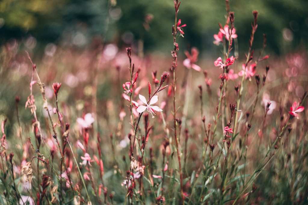 meadow_flowers_2-1024x683.jpg