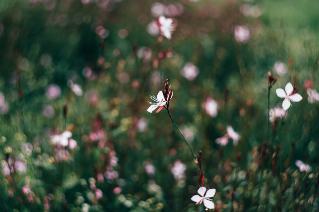 Park flowers - free stock photo