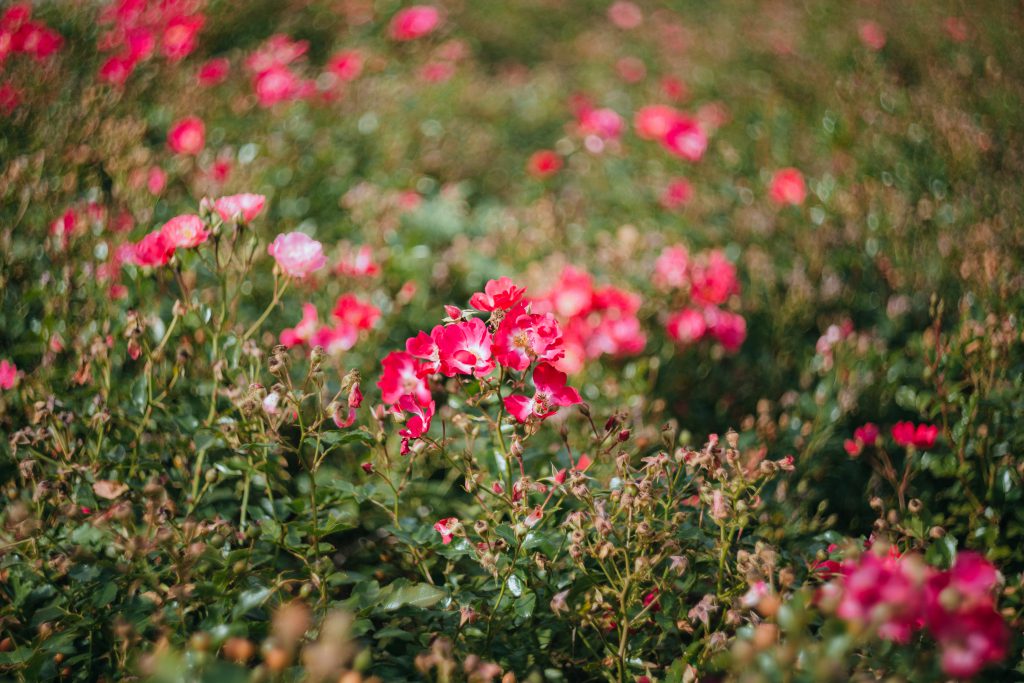 park_flowers_2-1024x683.jpg