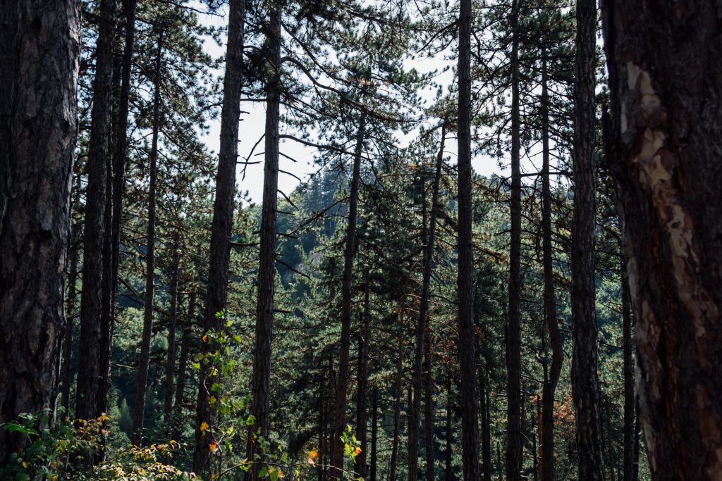 Pine forest - free stock photo