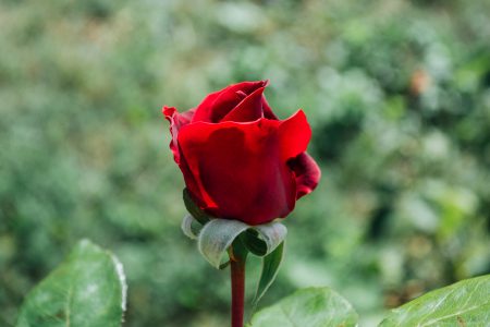 Red rose - free stock photo