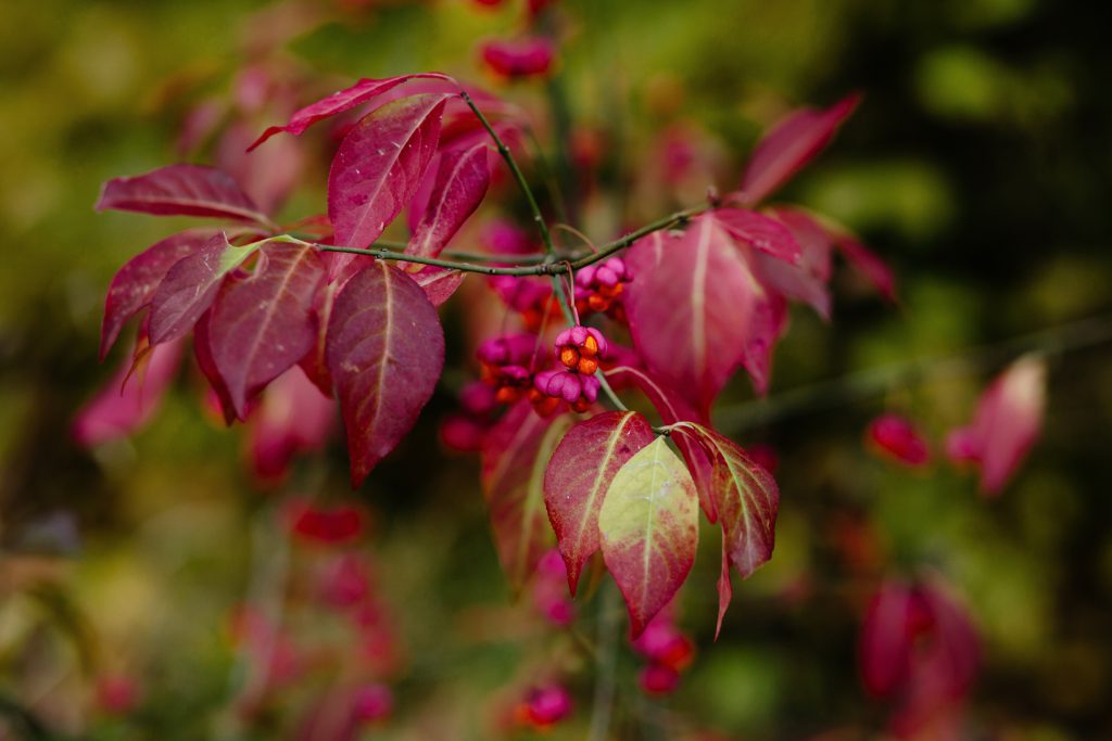 Red spindle tree - free stock photo