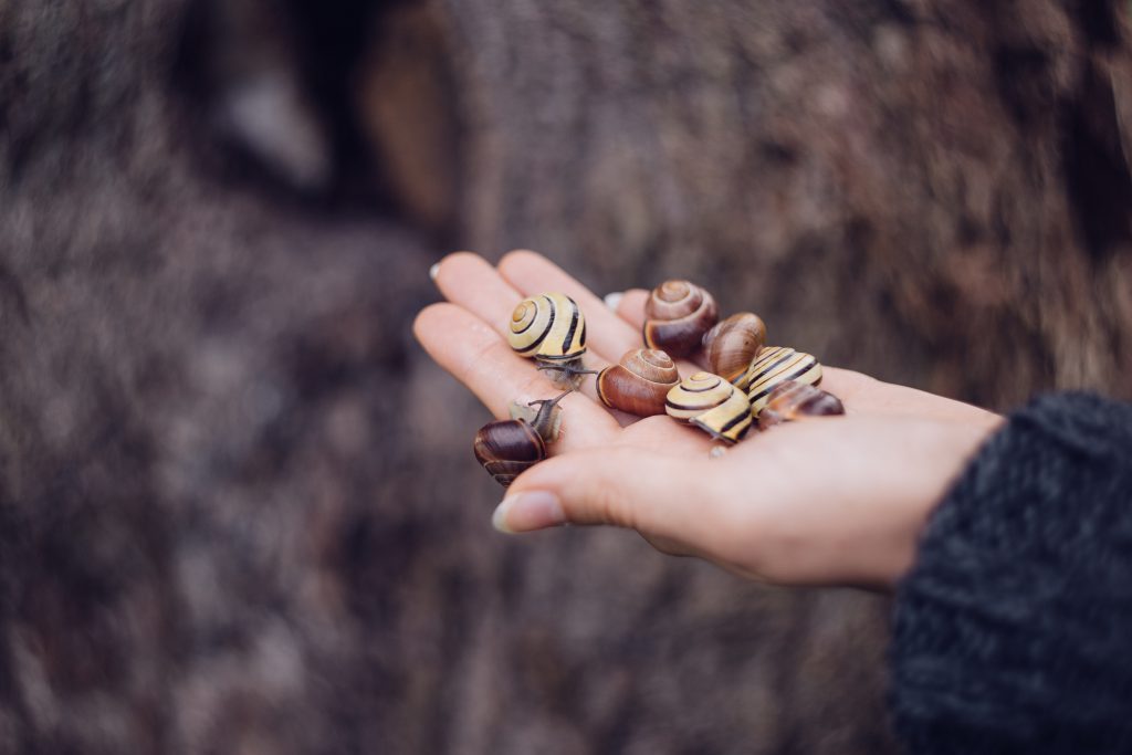 Snails on a palm - free stock photo