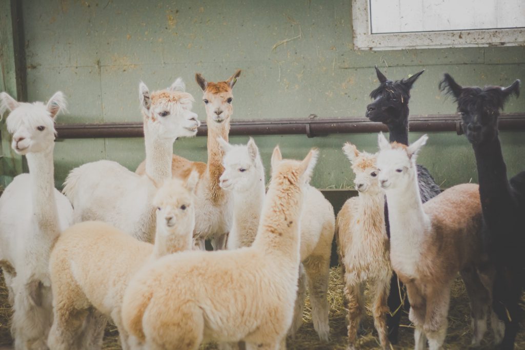 Alpacas - free stock photo