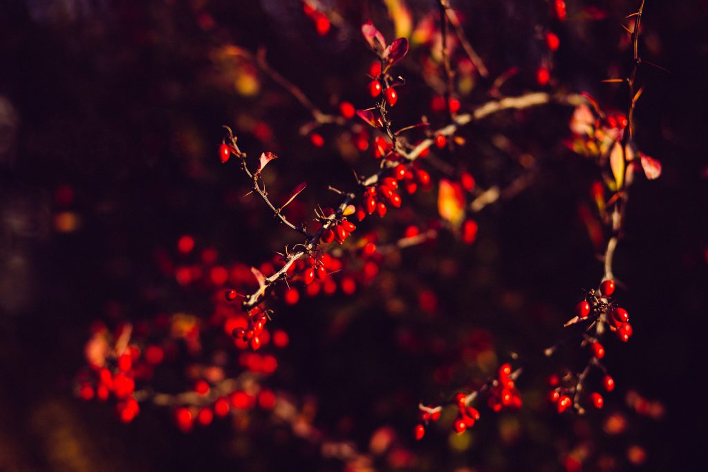 Autumn barberry - free stock photo