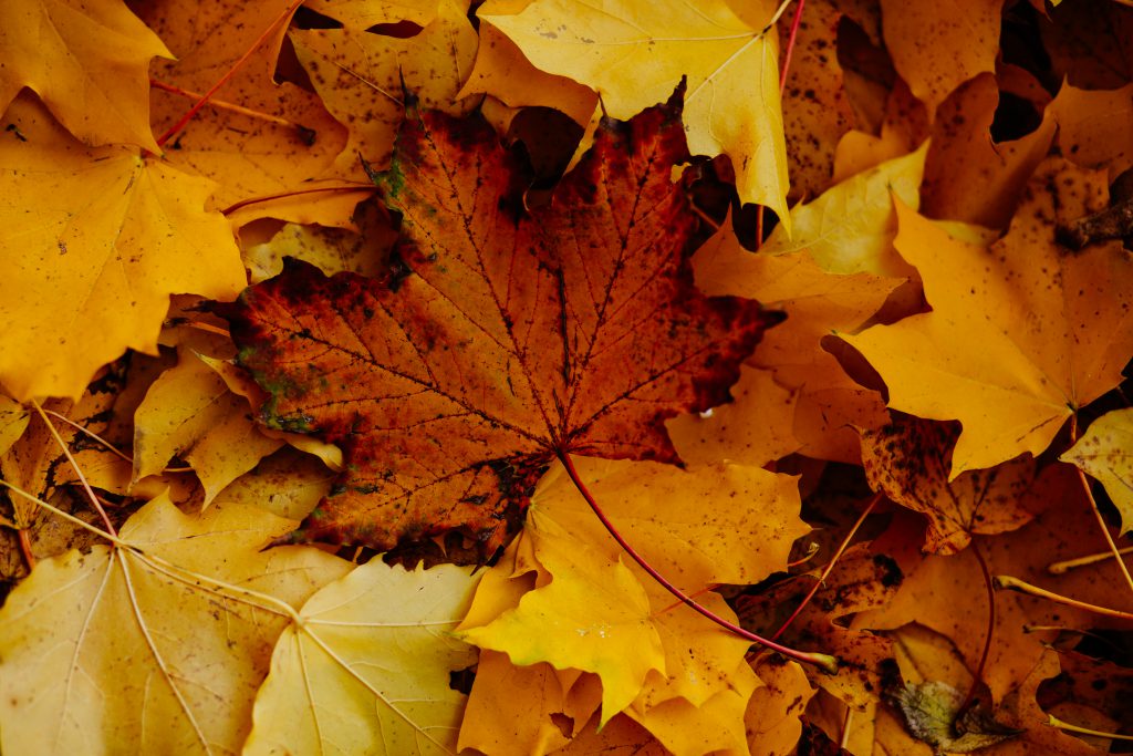 Autumn leaves 3 - free stock photo