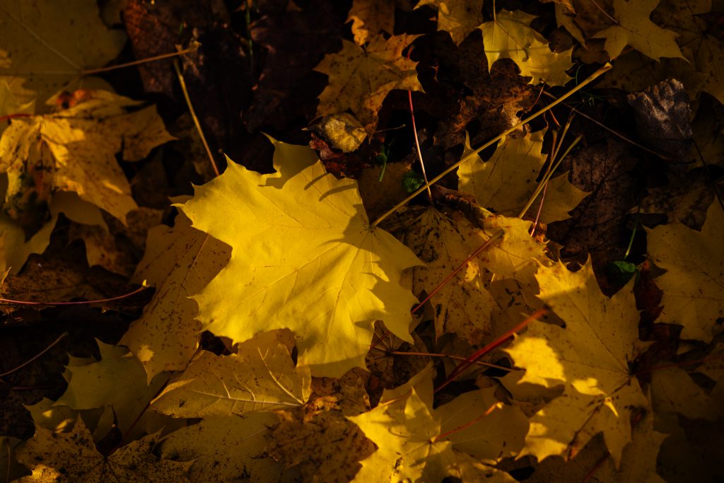 Autumn leaves 4 - free stock photo