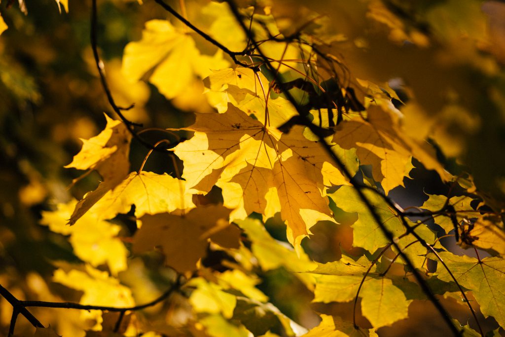 Autumn maple tree - free stock photo