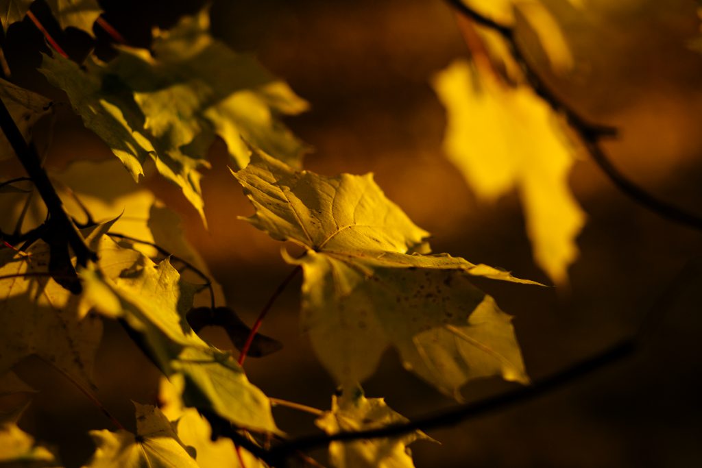 Autumn maple tree 2 - free stock photo