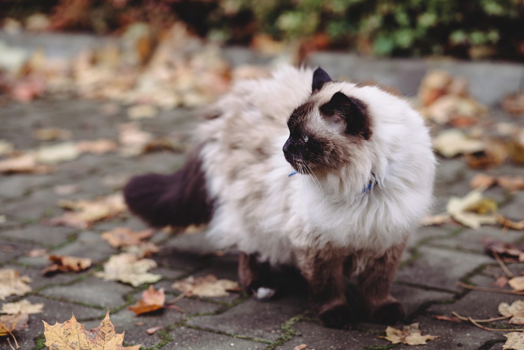 Birman cat - free stock photo