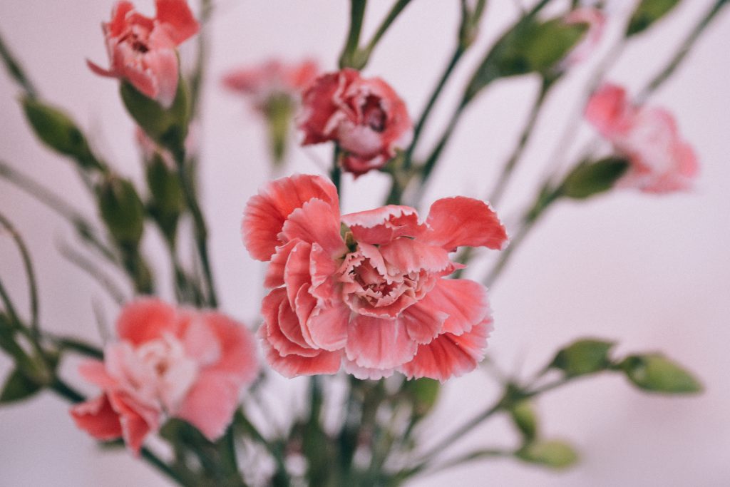 Carnations - free stock photo