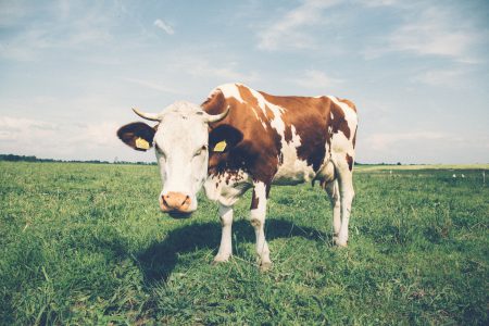 Cow in the meadow - free stock photo