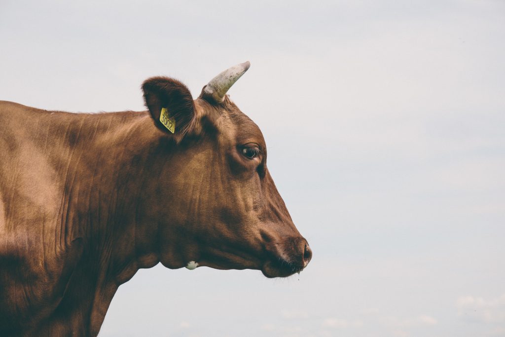 Cow’s bust - free stock photo