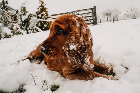 Dog lying in snow - free stock photo