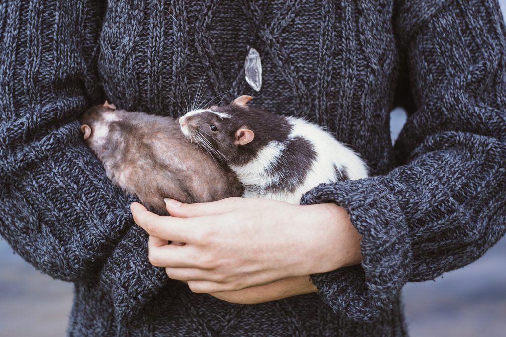 Girl with two rats 2 - free stock photo