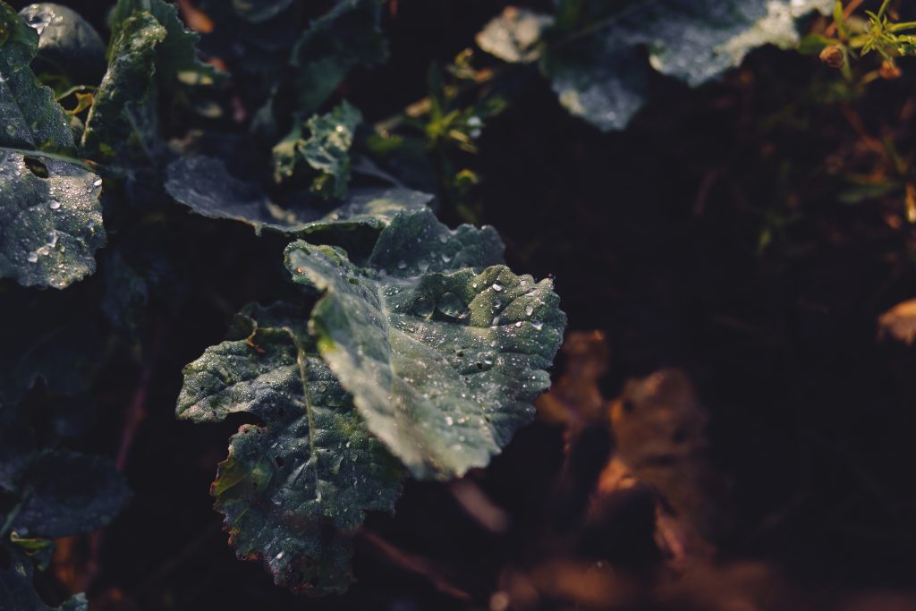 Morning dew - free stock photo