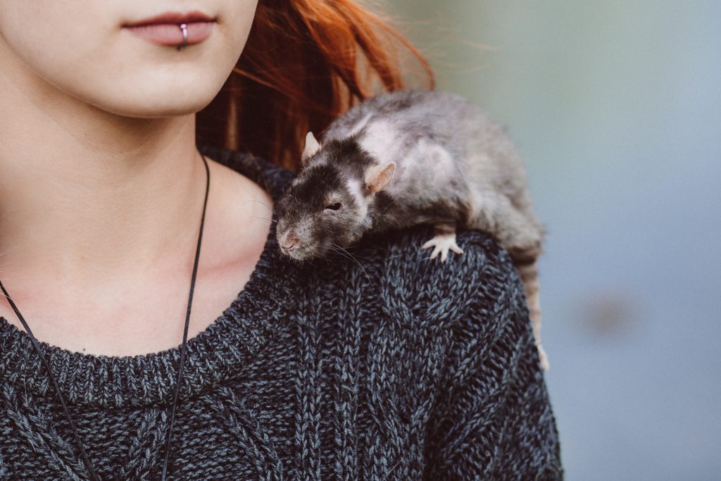 Old rat on a shoulder - free stock photo