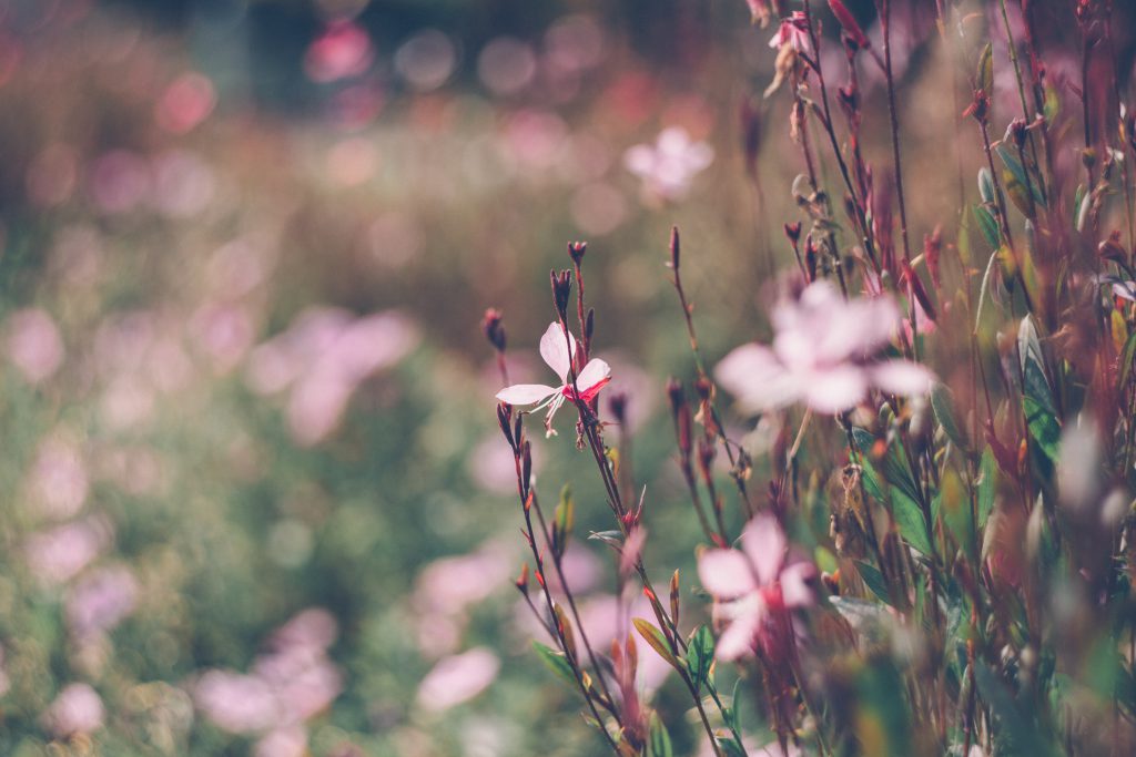 Park flowers 3 - free stock photo