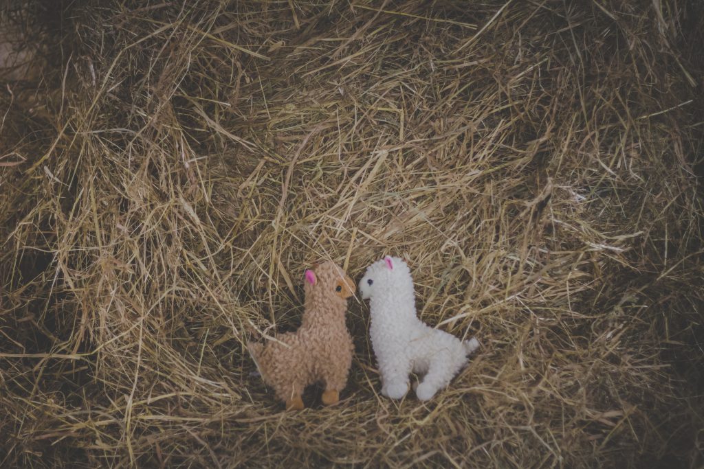 Plush alpacas - free stock photo