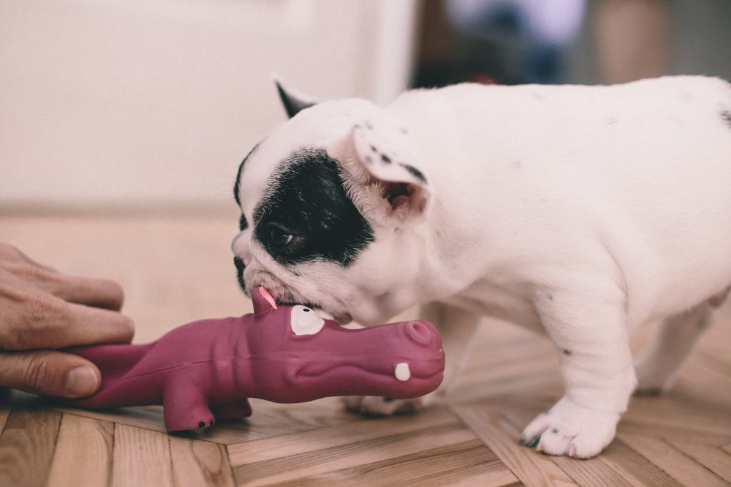 Puppy playing with a rubber toy - free stock photo