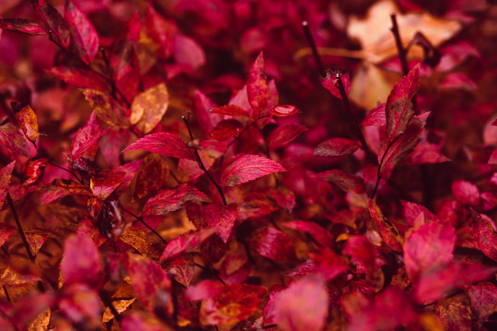 red_leaves-1024x683.jpg