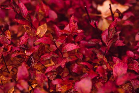 Red leaves - free stock photo