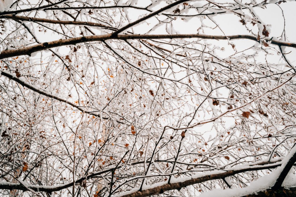 Snow on tree branches - free stock photo
