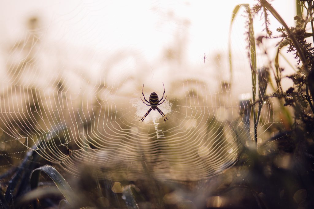 Spider on its web 2 - free stock photo