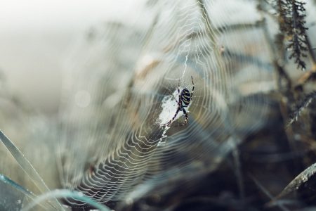 Spider on its web 3 - free stock photo