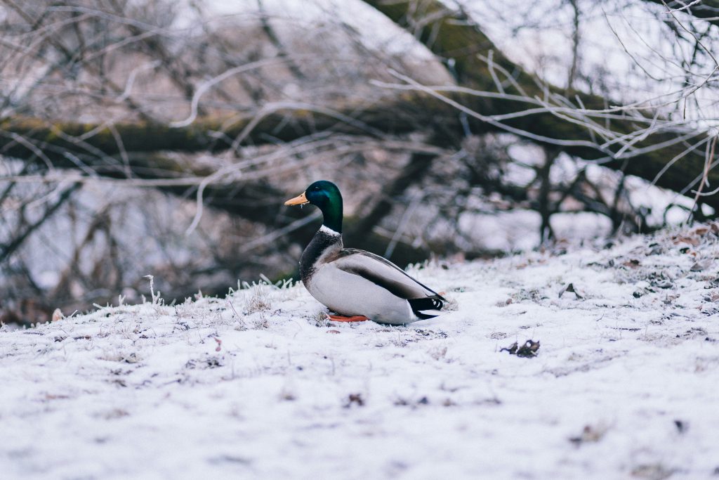 Winter duck - free stock photo