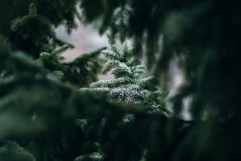 Frosted spruce - free stock photo