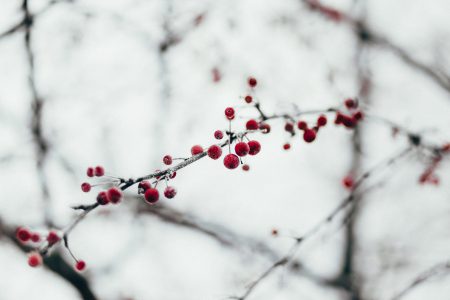 Holly berries - free stock photo