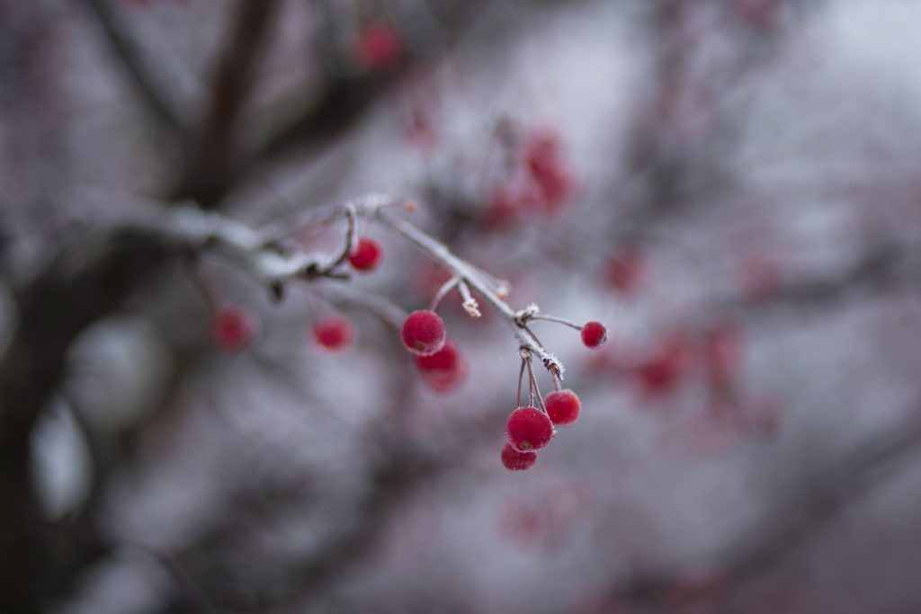 Holly berries 2 - free stock photo