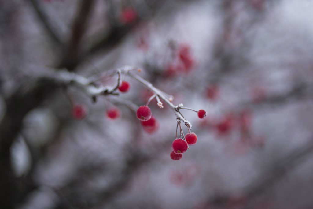 holly_berries_2-1024x683.jpg