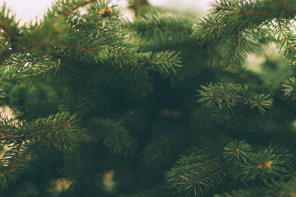 Spruce close-up 2 - free stock photo