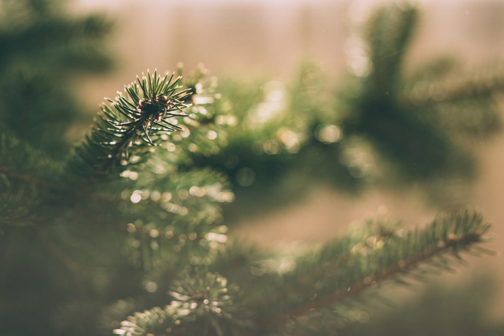 Spruce close-up 3 - free stock photo