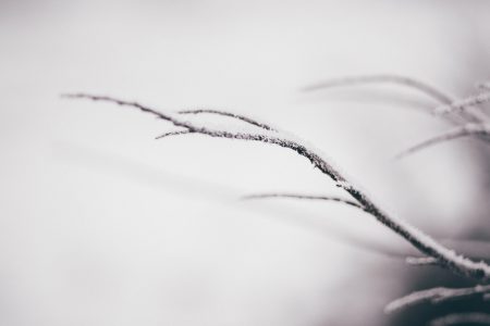 Winter frost 3 - free stock photo