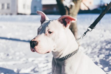 American Staffordshire Terrier - free stock photo
