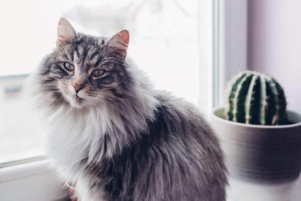 Cat and cactus - free stock photo