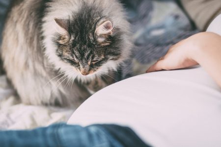 Pregnant woman’s belly and a cat - free stock photo