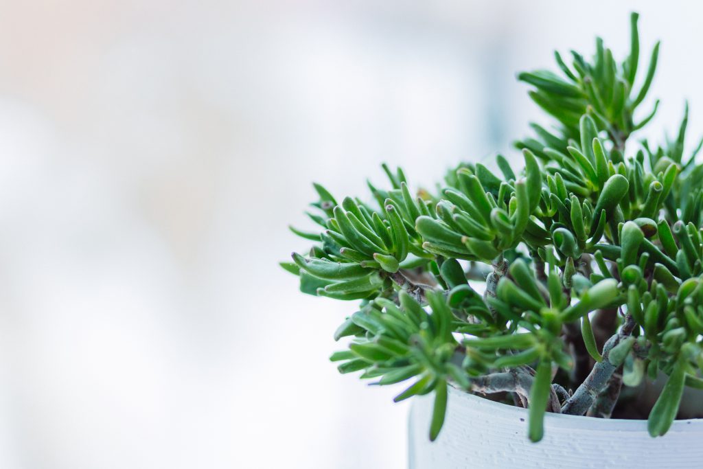 Succulent plant - free stock photo