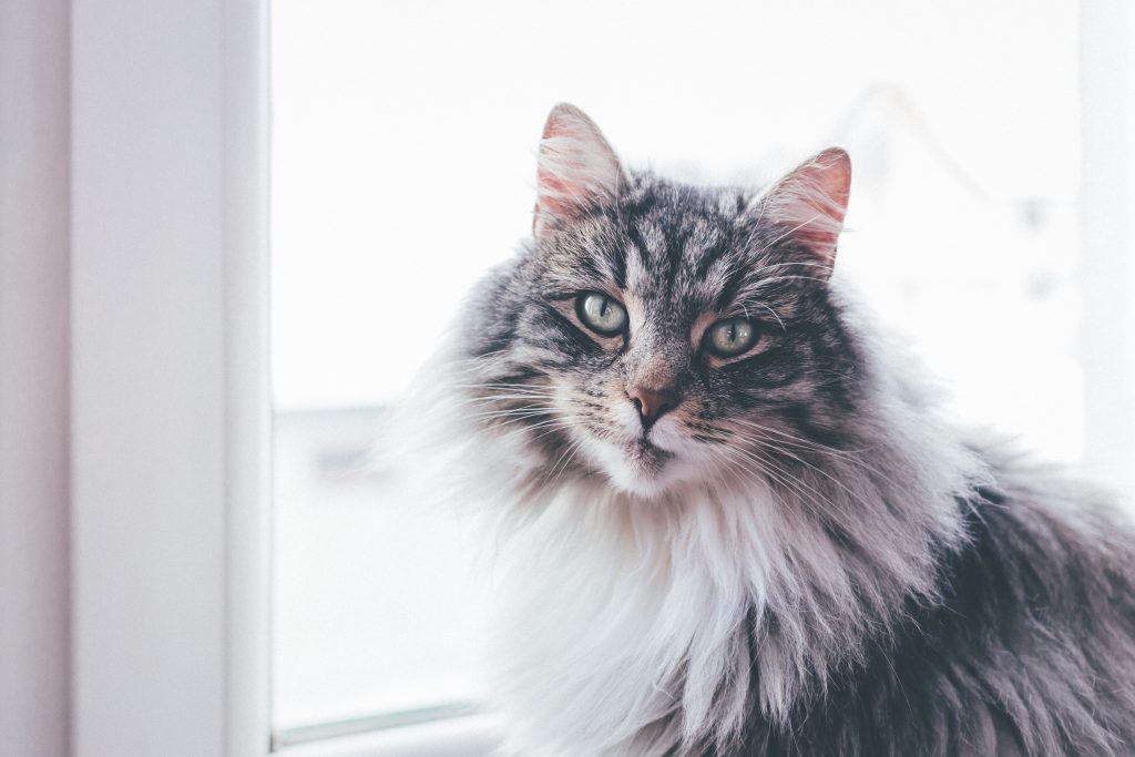 A cat sitting on a windowsill - free stock photo