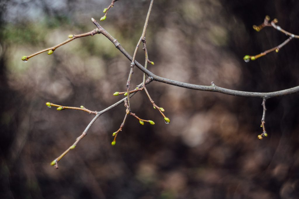 Branch sprouts - free stock photo