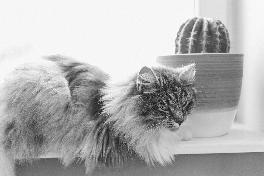 Cat and cactus 2 - free stock photo