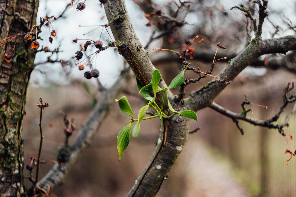 Spring mistletoe - free stock photo