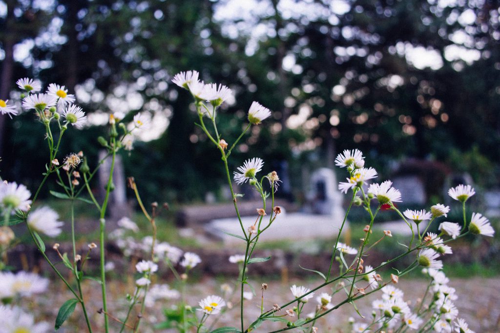 Cemetery camomile - free stock photo